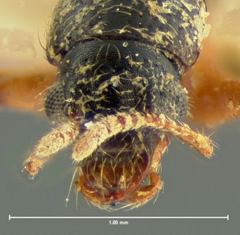 Media type: image;   Entomology 6534 Aspect: head dorsal view